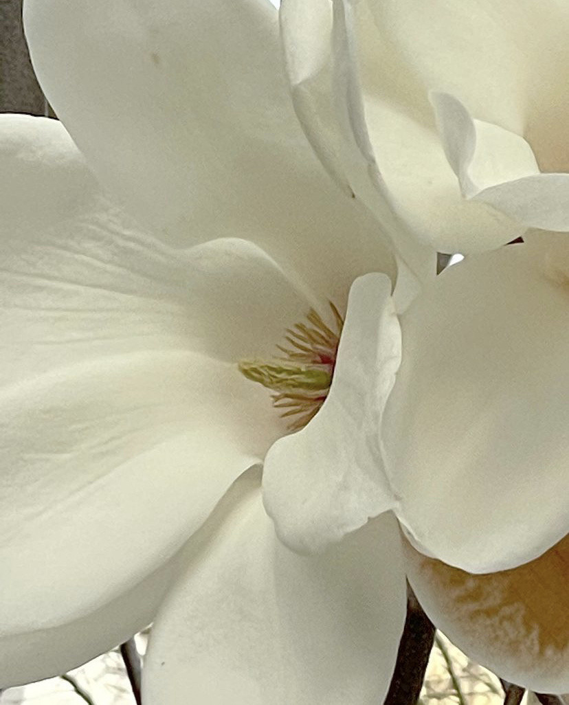 Croco leather ankle boots